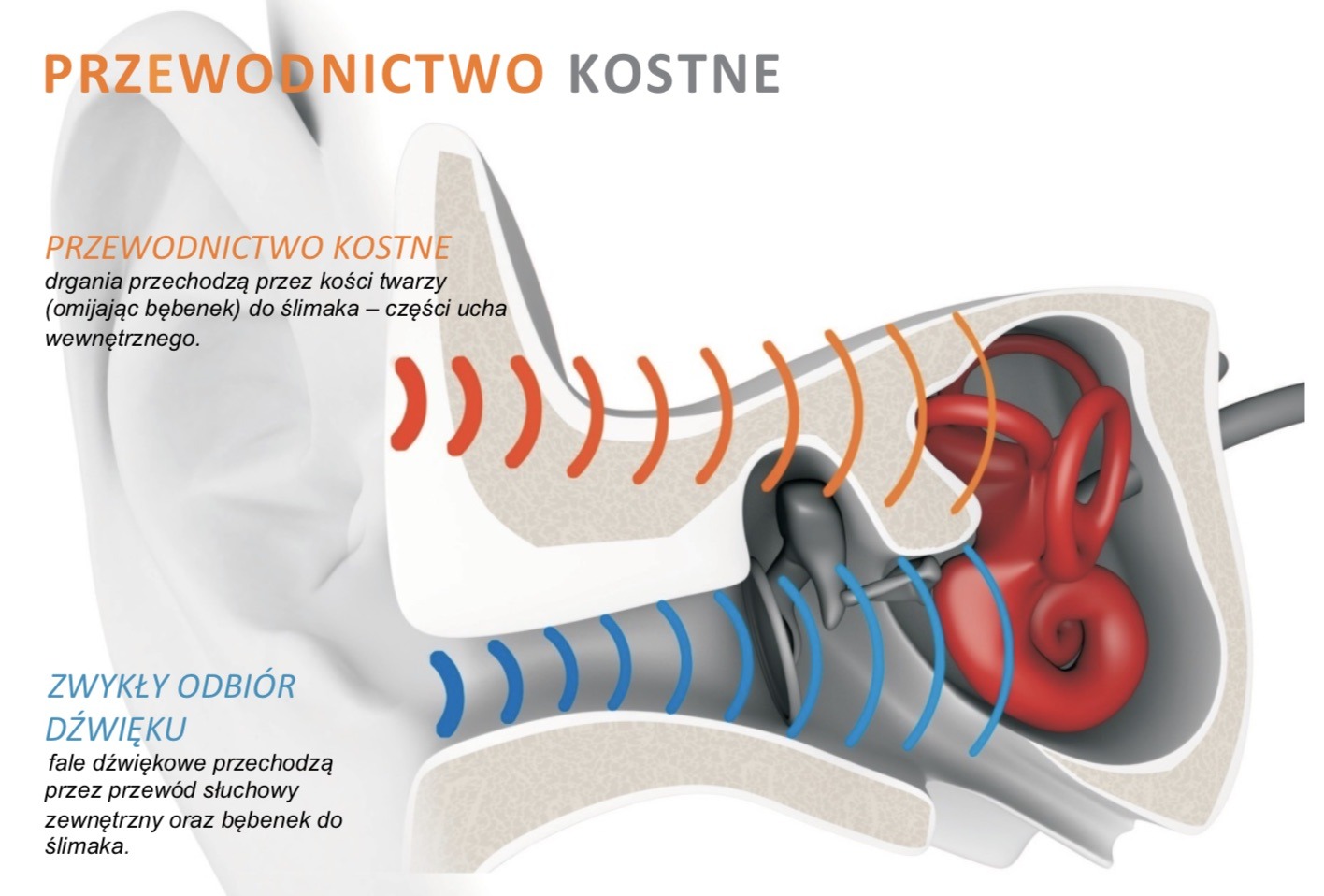Shokz OpenRun Pro - czyli słuchawki z przewodnictwem kostnym w nowej odsłonie! 9 przewodnictwo kostne