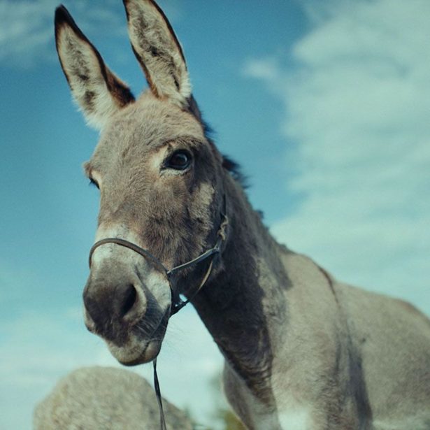 Czy Osiołek z IO skończy źle? Strona Does the Dog Die powie nam, czy w danym filmie umiera zwierzę