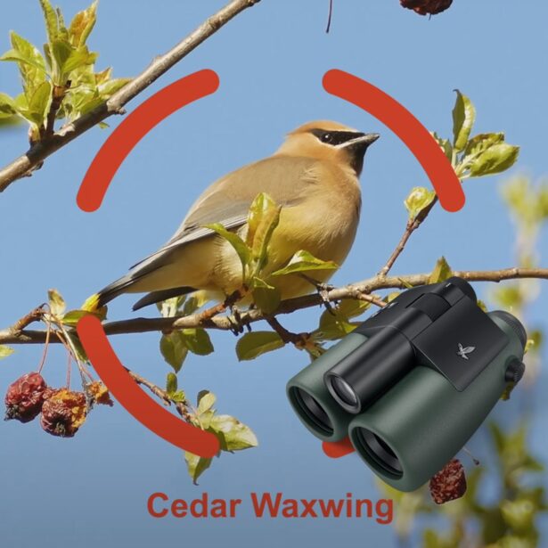 [CES 2024] Widziałem orła cień! Lornetka Swarovski Optik AX Visio pomoże mi w identyfikacji gatunku ptaka