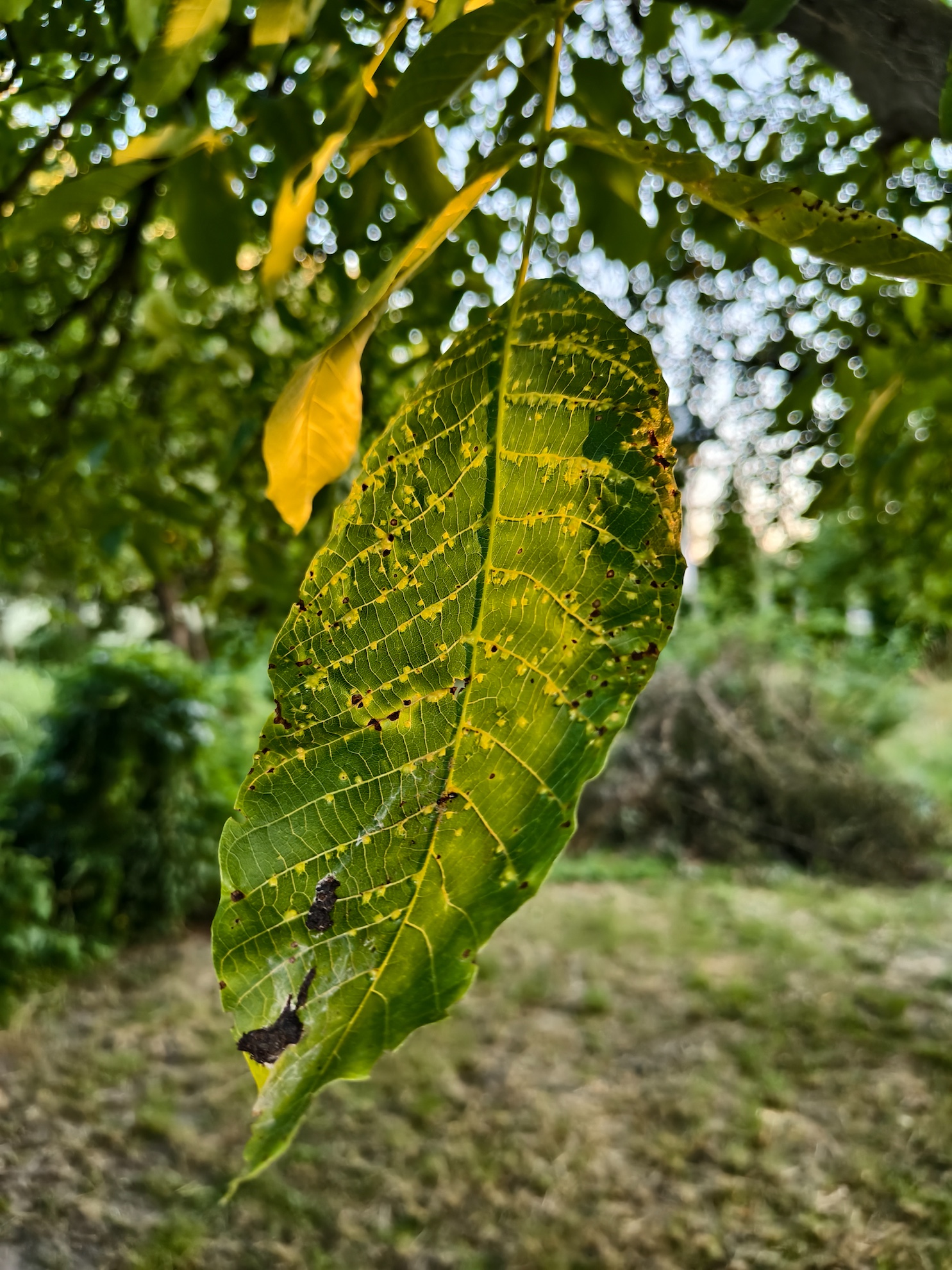 Nowe vivo X200 FE już w naszych rękach. Kompaktowa obudowa, rewelacyjny aparat ZEISS i fenomenalnie duży akumulator 51 IMG 20250630 202851