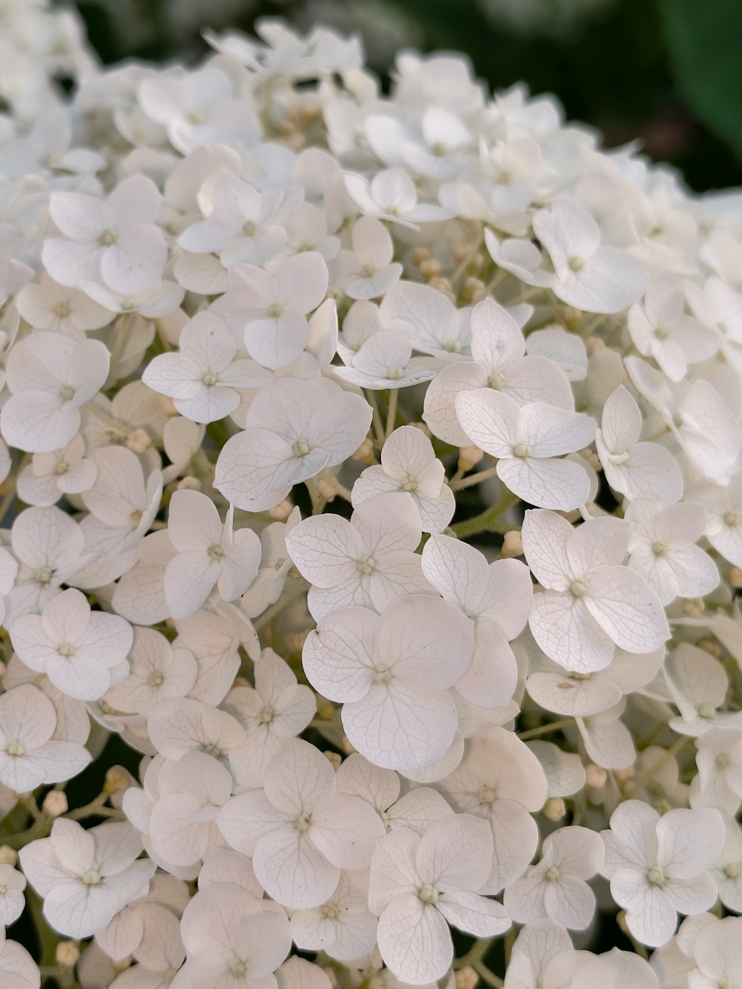 Nowe vivo X200 FE już w naszych rękach. Kompaktowa obudowa, rewelacyjny aparat ZEISS i fenomenalnie duży akumulator 53 IMG 20250630 203409