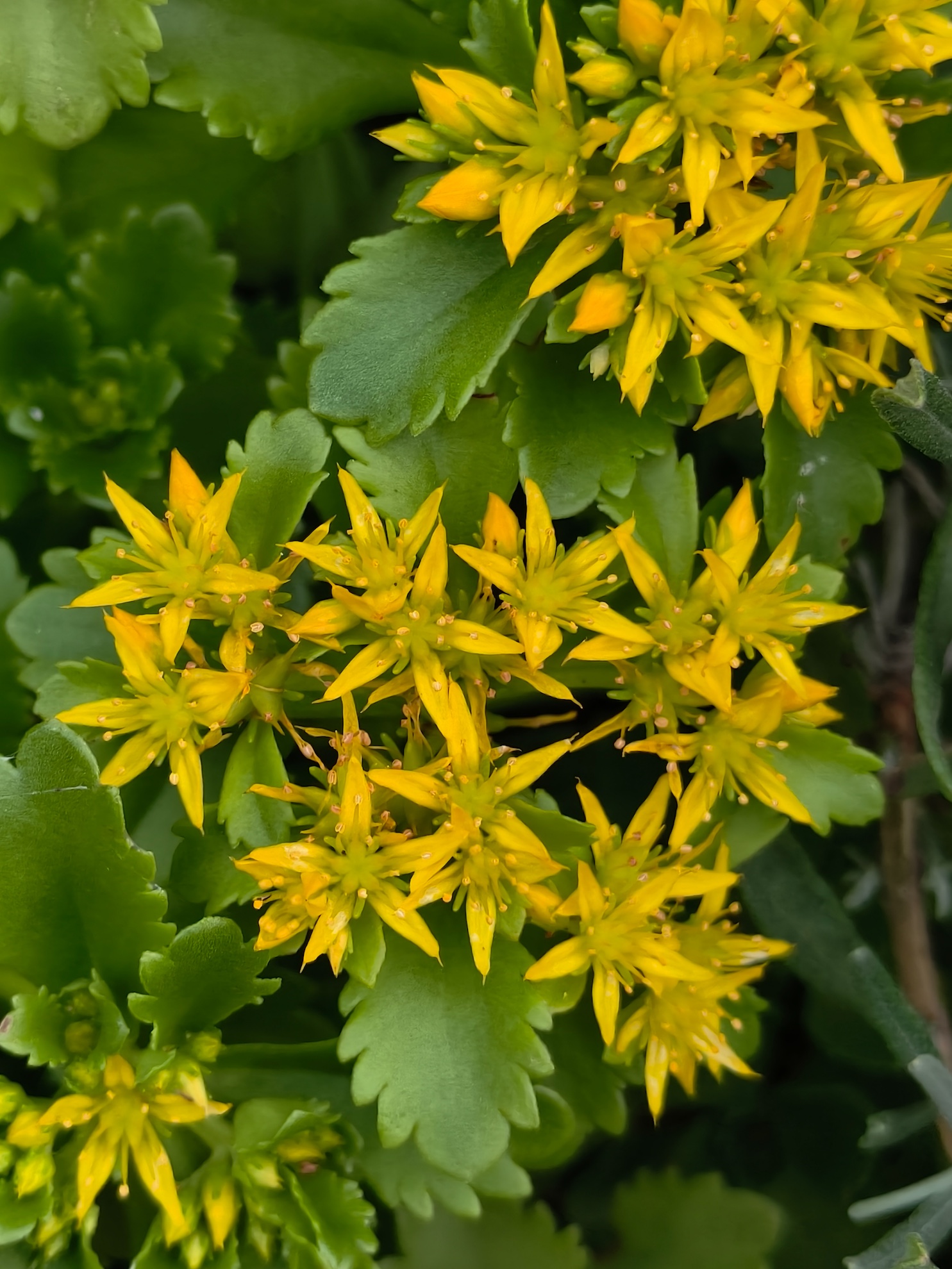 Nowe vivo X200 FE już w naszych rękach. Kompaktowa obudowa, rewelacyjny aparat ZEISS i fenomenalnie duży akumulator 49 IMG 20250630 203454