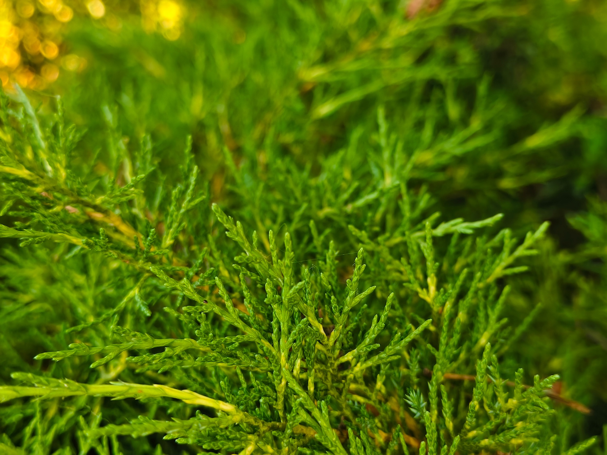 Nowe vivo X200 FE już w naszych rękach. Kompaktowa obudowa, rewelacyjny aparat ZEISS i fenomenalnie duży akumulator 35 vivo X200 FE