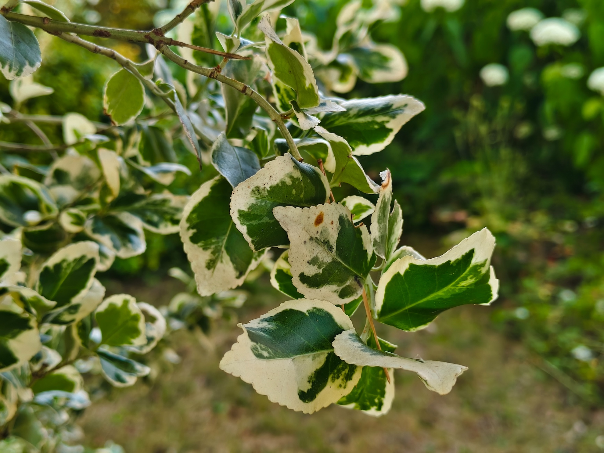 Nowe vivo X200 FE już w naszych rękach. Kompaktowa obudowa, rewelacyjny aparat ZEISS i fenomenalnie duży akumulator 37 vivo X200 FE
