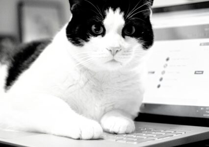 Kot biega po Twojej klawiaturze? Cats Lock może go tego nie oduczy, ale przynajmniej… djdddddddddjjjjff