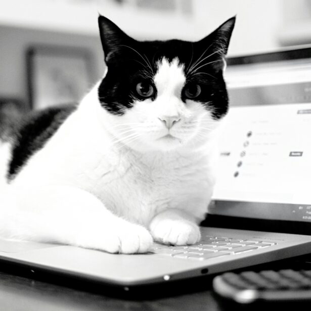 Kot biega po Twojej klawiaturze? Cats Lock może go tego nie oduczy, ale przynajmniej… djdddddddddjjjjff