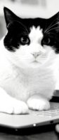 Kot biega po Twojej klawiaturze? Cats Lock może go tego nie oduczy, ale przynajmniej… djdddddddddjjjjff