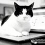 Kot biega po Twojej klawiaturze? Cats Lock może go tego nie oduczy, ale przynajmniej… djdddddddddjjjjff