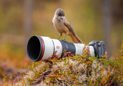 Sony pokazało dwa nowe superteleobiektywy z serii G Master – 400 mm i 600 mm